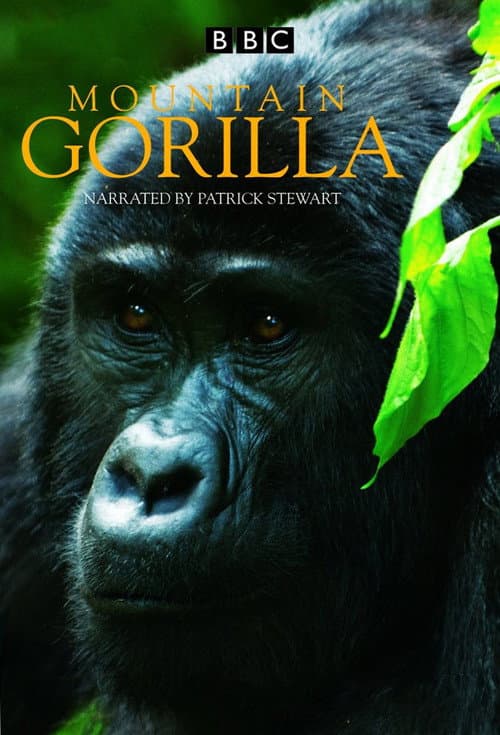 Постер: Mountain Gorilla