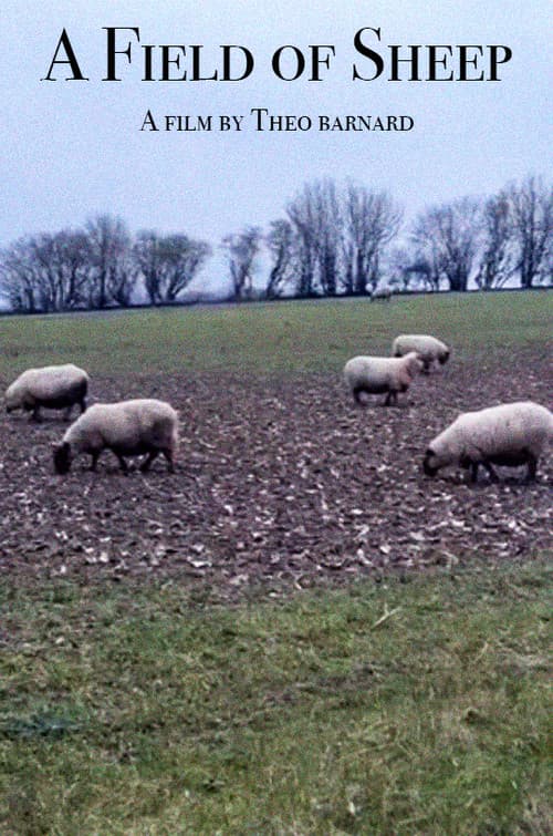 Постер: A Field of Sheep