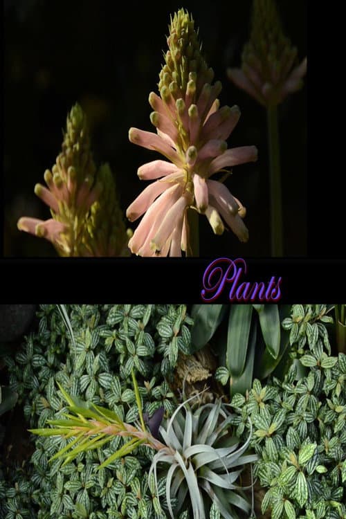 Постер: Plants
