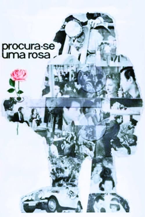 Постер: Procura-se Uma Rosa