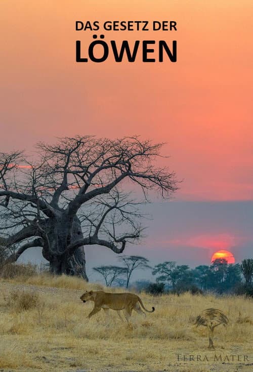 Постер: Das Gesetz der Löwen
