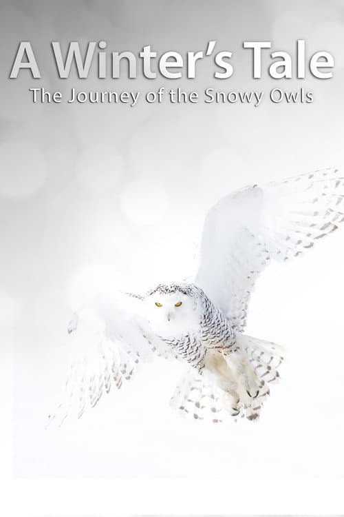 Постер: A Winter's Tale: The Journey Of The Snowy Owls