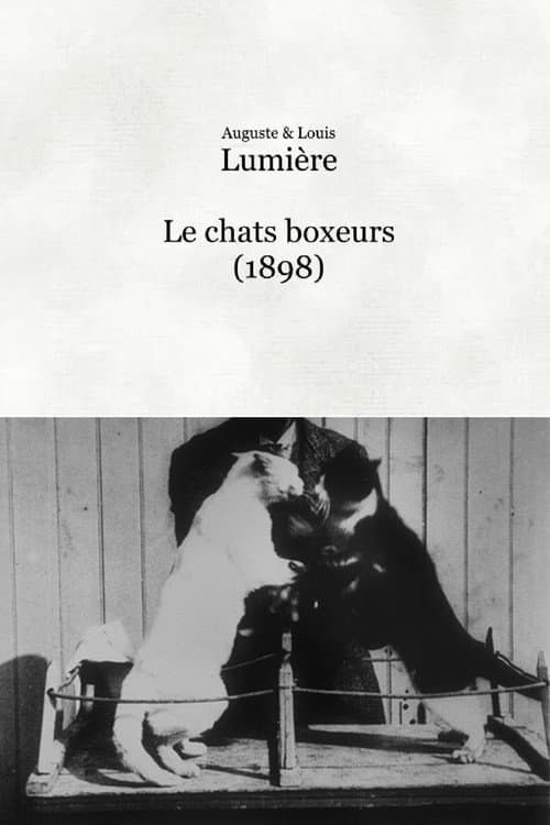 Постер: Les chats boxeurs