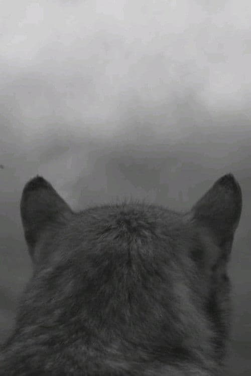 Постер: From the Mountain