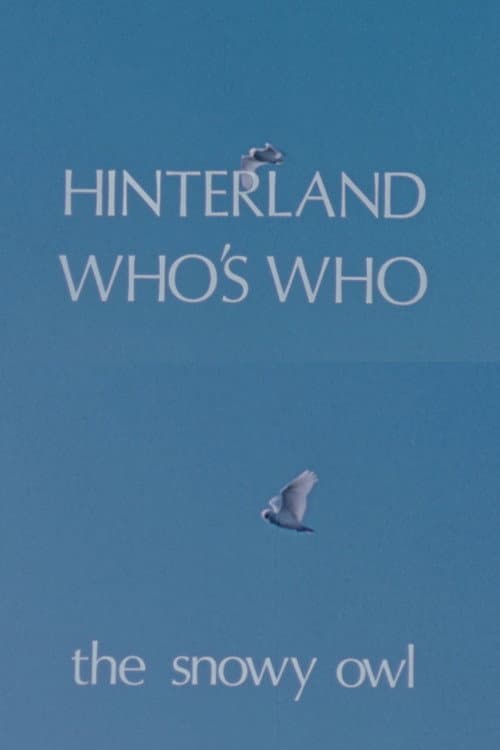 Постер: Hinterland Who's Who: The Snowy Owl