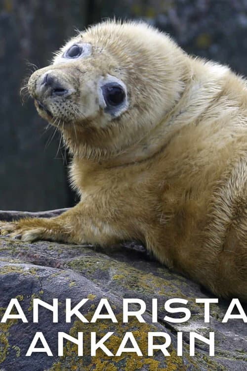 Постер: Ankarista ankarin