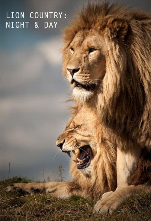 Постер: Lion Country: Night and Day