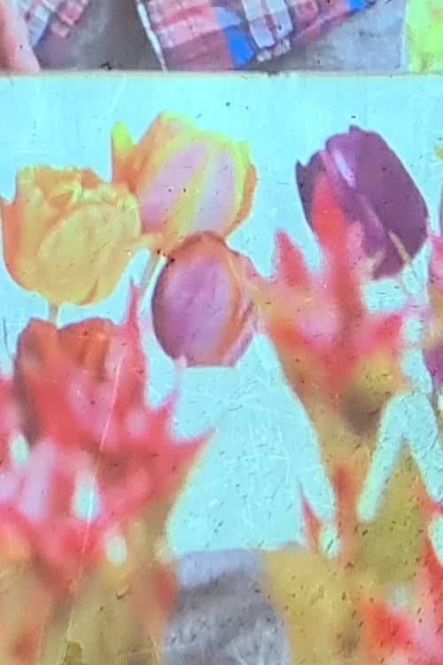 Постер: jolies fleurs une vie meilleure