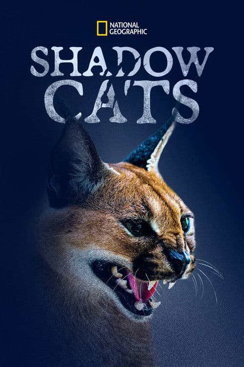 Постер: Shadow Cats
