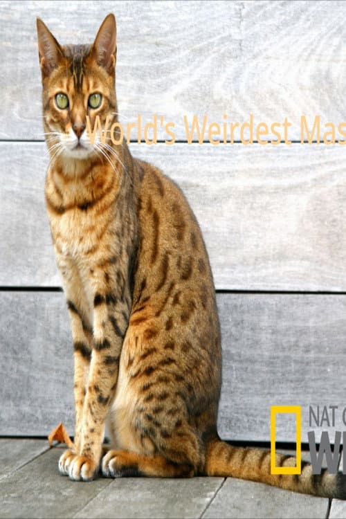 Постер: World's Weirdest Masters