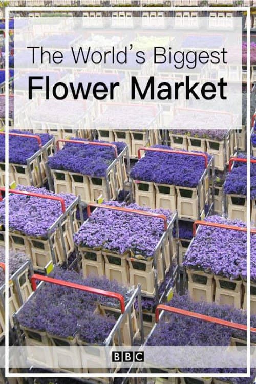 Постер: The World's Biggest Flower Market