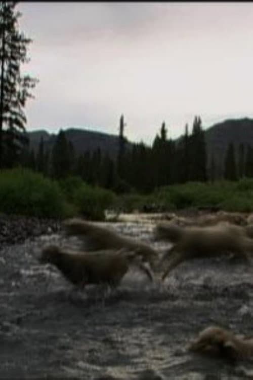 Постер: Hell Roaring Creek