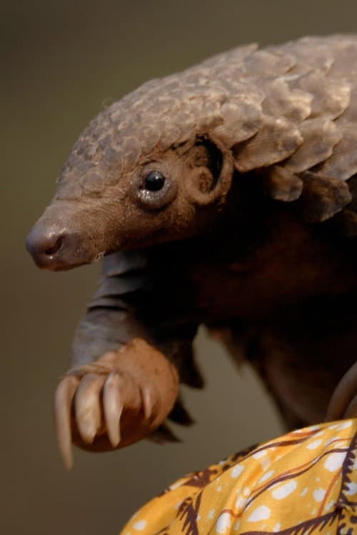 Постер: Wild Hope: Pangolin Protectors