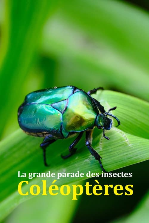 Постер: Fabelhafte Insekten - Käfer
