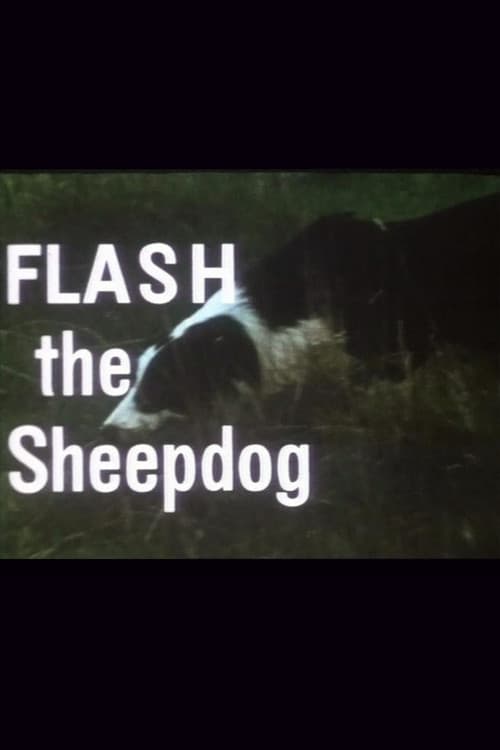 Постер: Flash the Sheepdog
