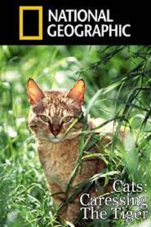 Постер: Cats: Caressing The Tiger