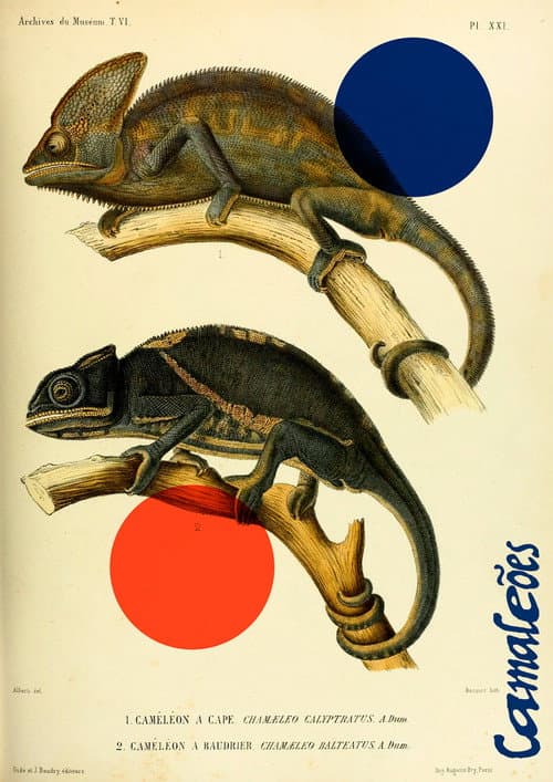 Постер: Camaleões