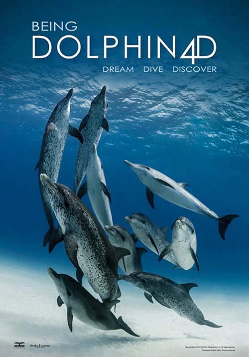Постер: Being Dolphin 4D
