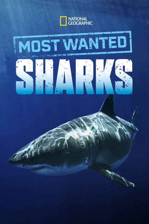 Постер: Most Wanted Sharks