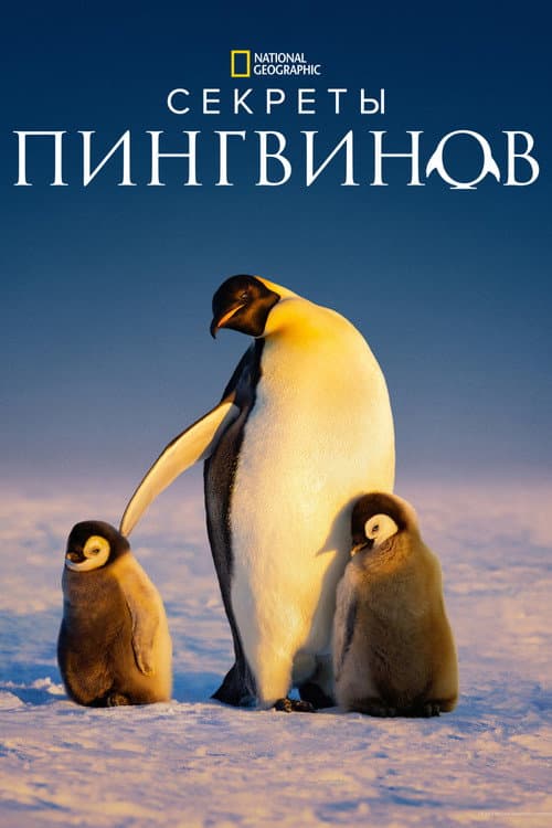 Постер: Секреты пингвинов