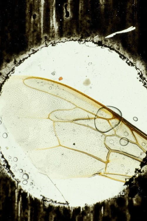 Постер: Hasta el cementerio de Flores