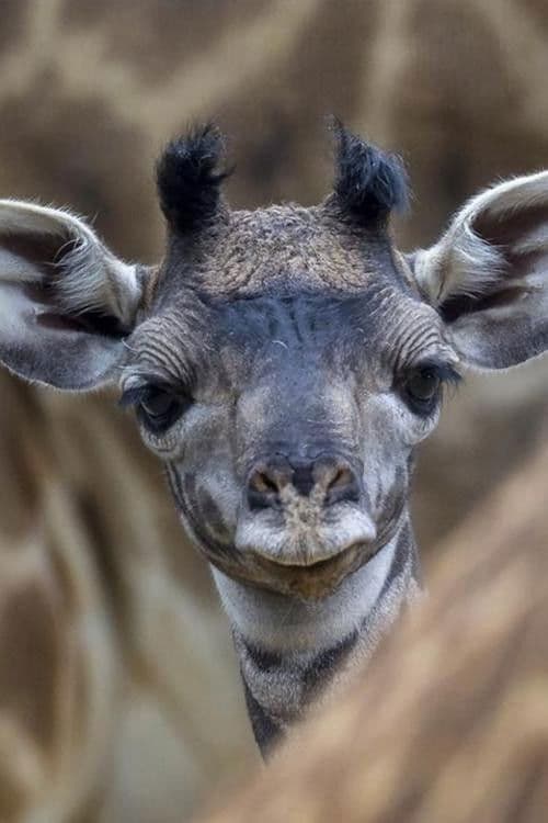 Постер: Les Dernières Girafes