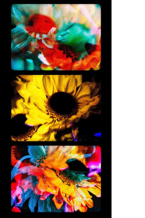 Постер: Flores (II)