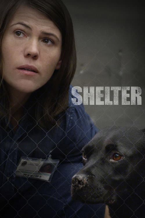 Постер: Shelter