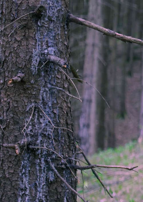 Постер: In The Woods