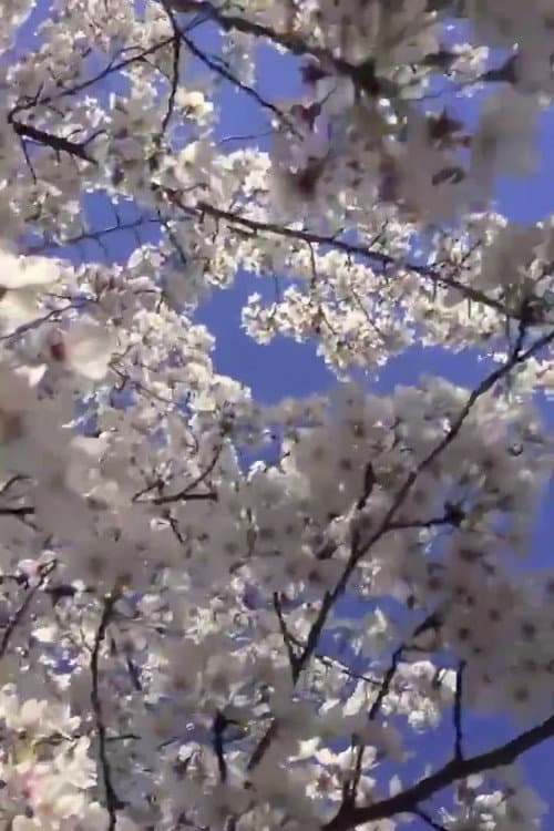 Постер: The Flowers