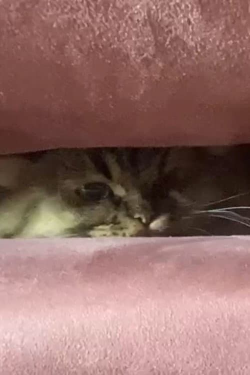 Постер: A Cat's Ascend To Claustrophobic Tranquility
