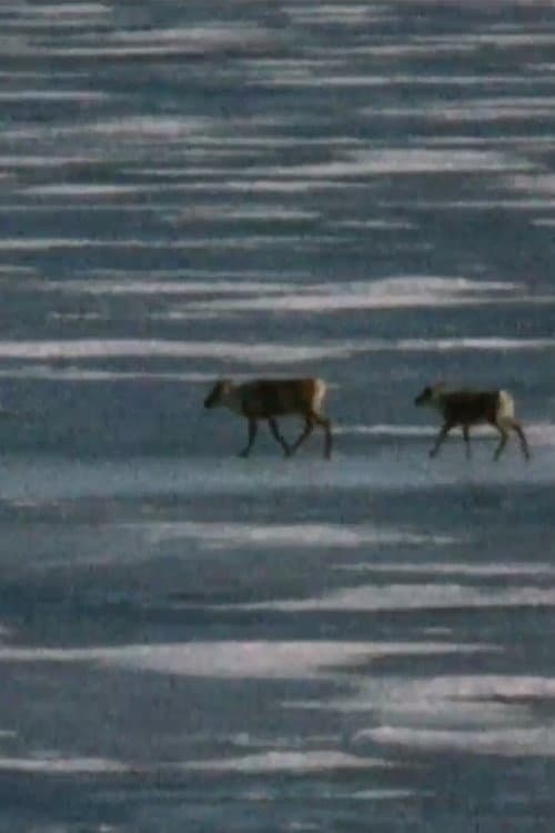 Постер: Caribou in the Archive