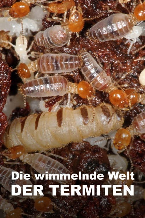Постер: Svět podle termitů