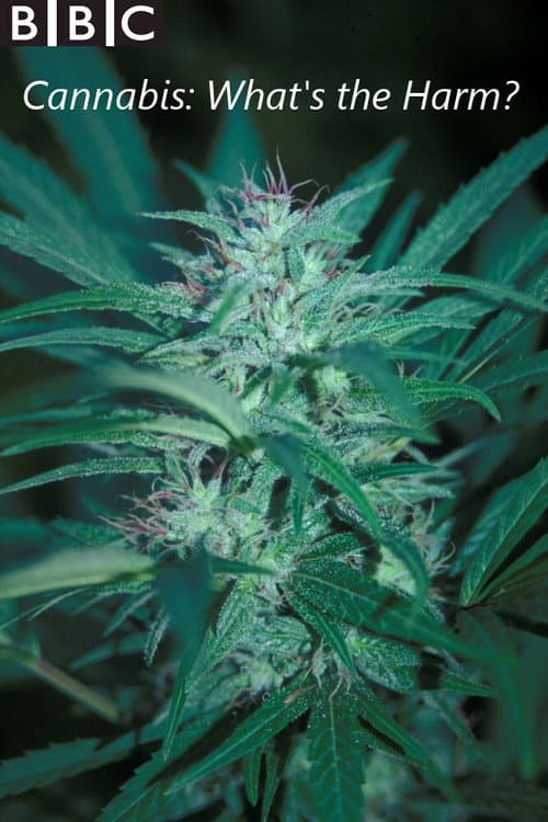 Постер: Cannabis: What's the Harm?