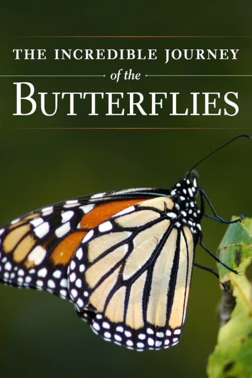 Постер: The Incredible Journey of the Butterflies