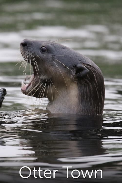 Постер: Otter Town