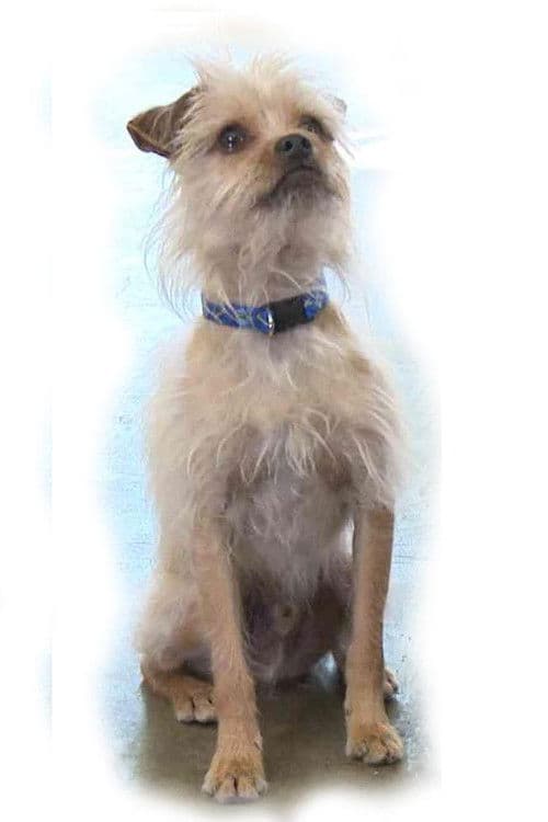 Постер: Pretty Little Doggie