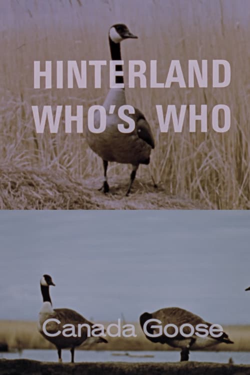 Постер: Hinterland Who's Who: Canada Goose