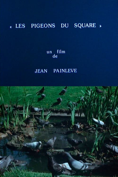 Постер: Les pigeons du square