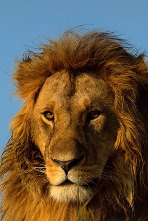 Постер: Serengeti