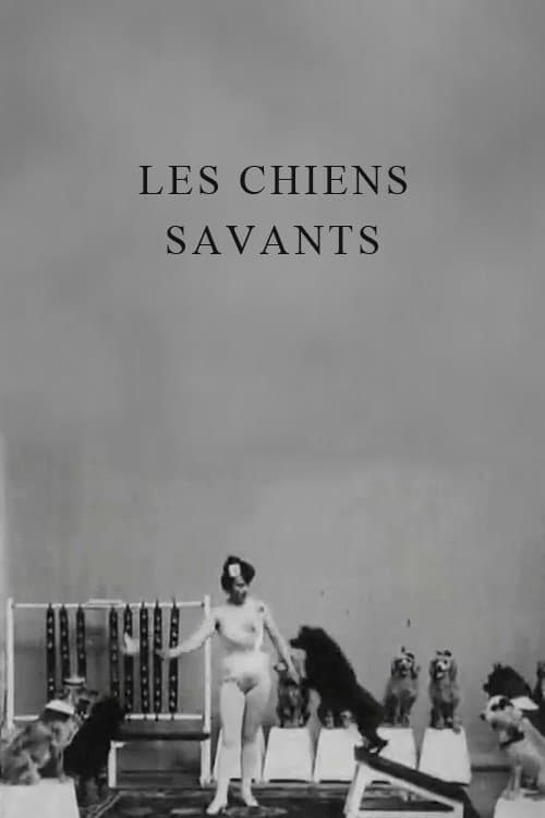 Постер: Miss Dundee et ses chiens savants