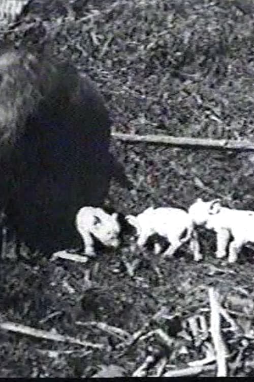 Постер: Mamma's Pets