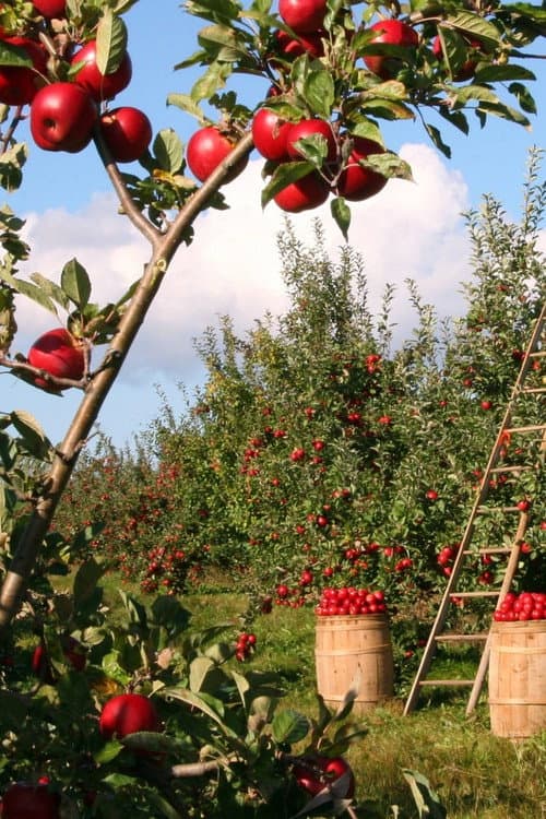 Постер: Harvesting the Land