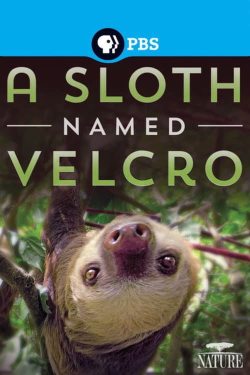Постер: A Sloth Named Velcro