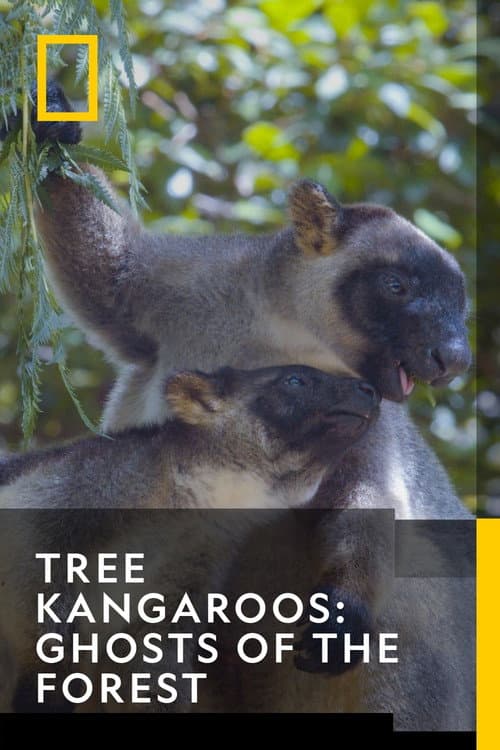 Постер: Tree Kangaroos: Ghosts of the Forest