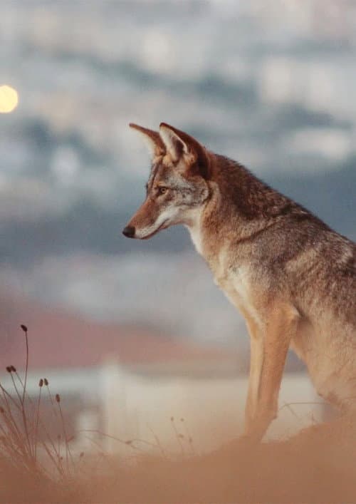 Постер: Don't feed the coyotes