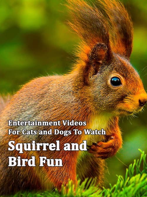 Постер: Squirrel and Bird Fun
