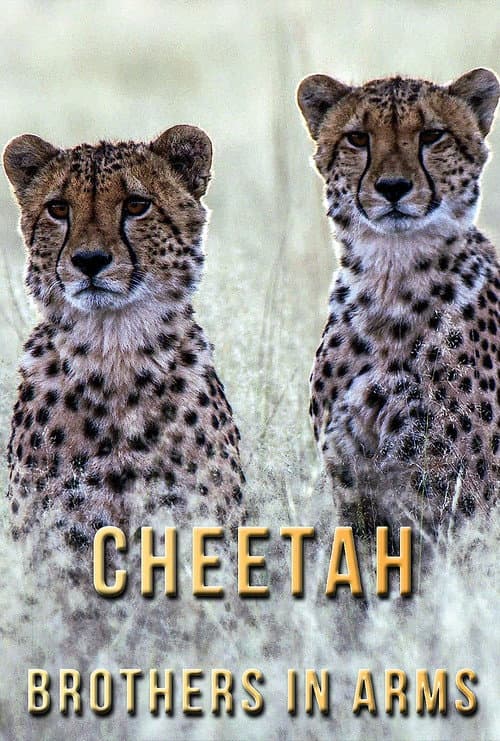 Постер: Cheetah Brothers in Arms