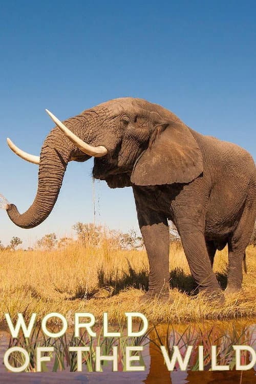 Постер: World of The Wild