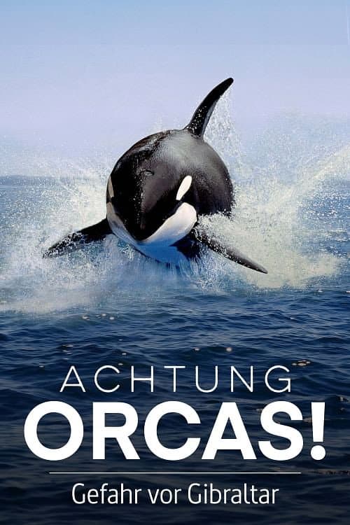 Постер: Achtung Orcas! Gefahr vor Gibraltar?